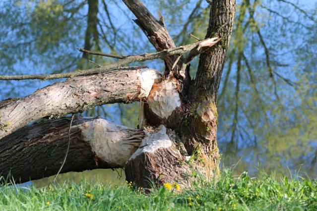 23_Rund um den Stausee am 01. Mai 2025