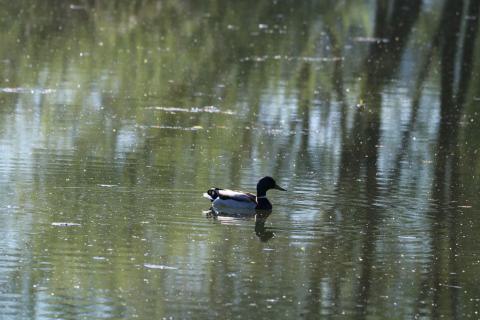 29_Rund um den Stausee am 01. Mai 2025