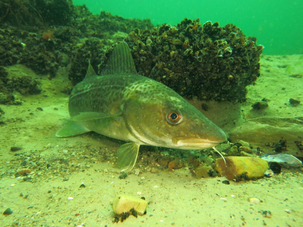 vdst_fisch-des_jahres-dorsch__vdst_matthias_schwarz